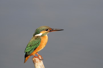 The Common Kingfisher (Alcedo atthis) at Maagan Michael Lake