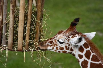 Naklejka premium Eating out of a basket