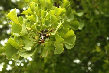 Green Branch of Gingko Biloba