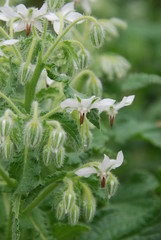 Weißer Borretsch (Borago officinalis)
