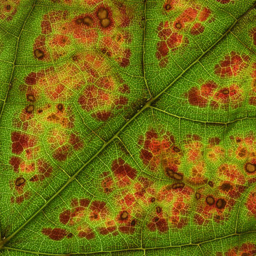 Close up of a vine leaf changing color.