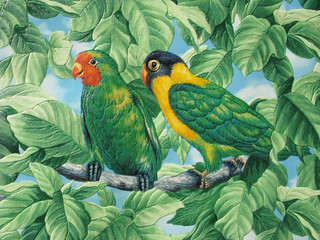 Obrazy  two painted parrots