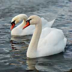 Obraz premium White swans.