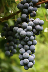 Grapes