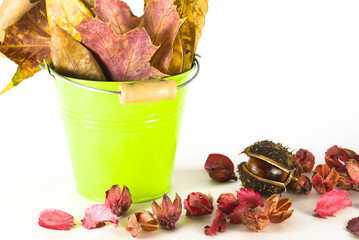 Autumn leaves and chestnut