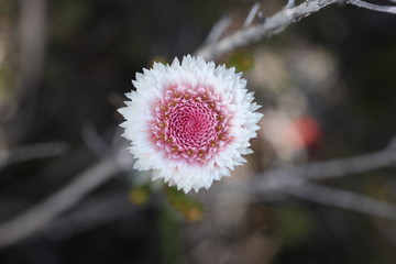 Albany Daisy - Native Australian Wildflower
