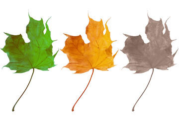 Three leaves symbolizing birth, life and death