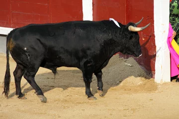 Wall murals Bullfighting bullfight