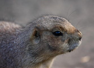 Prairidog