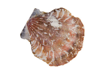 Closeup of a seashell (isolated on white)