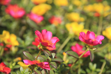 Fototapeta premium ハナスベリヒユ