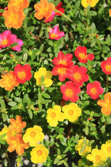 ハナスベリヒユ