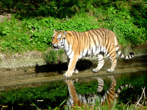 Tiger 02