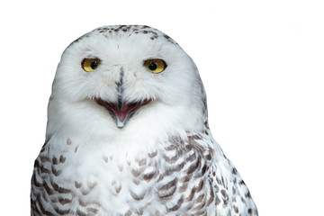 Obraz premium Snowy owl (Bubo scandiacus)