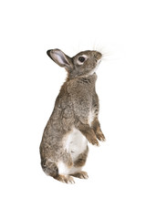 The .rabbit standing on hind legs