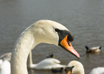 swan