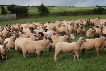 Fototapeta premium troupeau de moutons