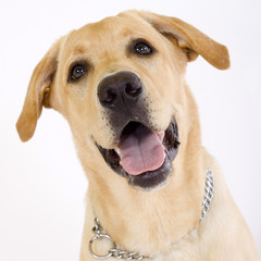 Head shot of yellow labrador