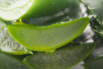 Aloe Slice