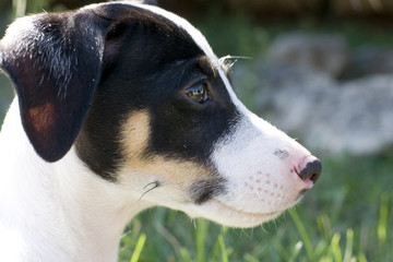 profil de bébé jack russel