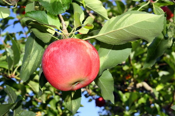 La pomme