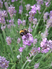bee on lavender
