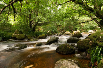 Forest Stream