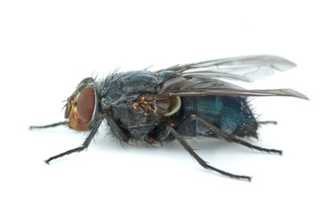 Big blue redhead fly (Calliphora vicina)