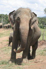 Asiatischer Elefant