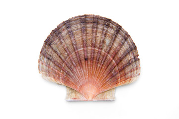 Pectinidae © by-studio