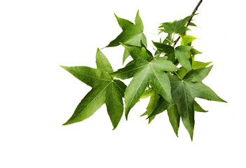 Obraz premium Blätter