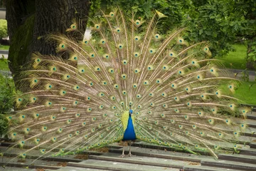 Tableaux ronds sur plexiglas Anti-reflet Paon Pavo real