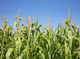 Fototapeta premium Corn field
