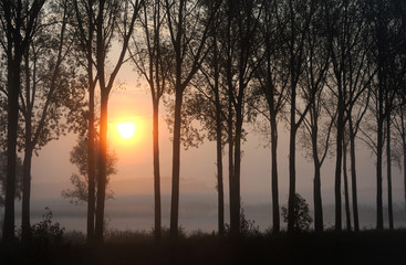 alba