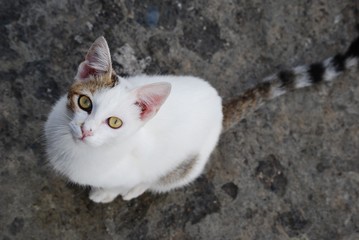 miao