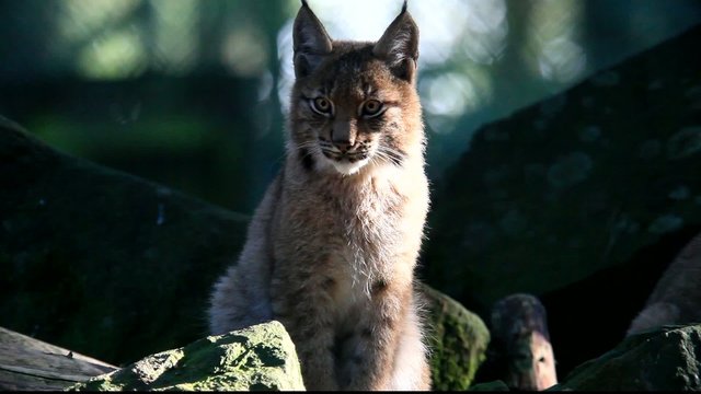 Luchs