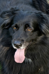 Fototapeta premium chiens