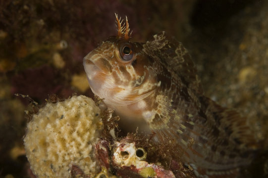 Tompot Blenny