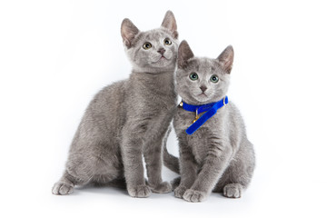Fototapeta premium British kitten isolated on white