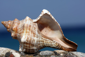 Seashell