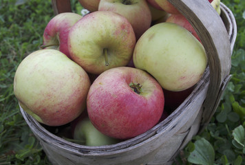 Apples in basket.
