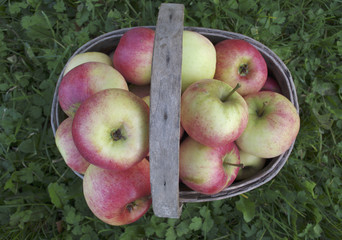 Apple in basket.
