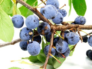 Prunus spinosa