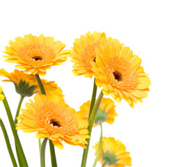 yellow herberas isolated on white
