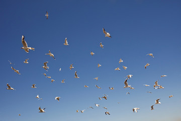 mouette oiseau nuage troupeau vol mer ciel bleu