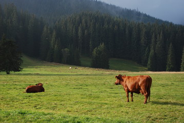 Mountain cows