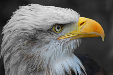 bald eagle head