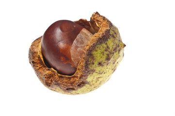 open conker