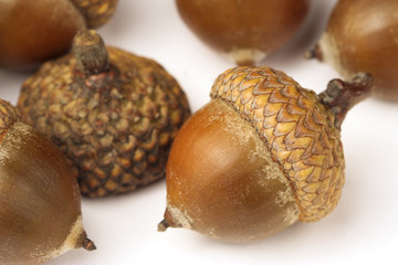 Oak acorns