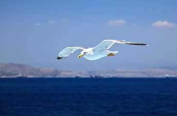 Flying seagull